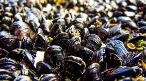 Revolutionary Mussel-inspired Technology: Highly Effective Neodymium Recovery from Wastewater - 1