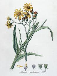 File:Senecio paludosus — Flora Batava — Volume v4.jpg ...