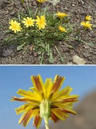Robertia taraxacoides (Loisel.) DC. | Naviga la Flora | Flora Modena