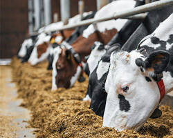 Image of cow eating feed