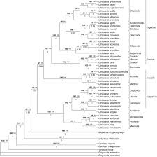 Trap diversity and character evolution in carnivorous bladderworts ...