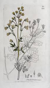 File:Meadow-rue (Thalictrum majus); flowering stem, leaf and flor ...