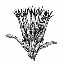 Bidens bipinnata (Spanish needles beggar-ticks): Go Botany