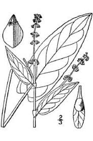 Plants Profile for Rumex sanguineus (redvein dock)