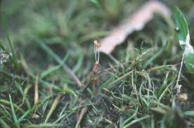 Littorella uniflora (American shore-grass) - Michigan Natural ...