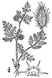 Plants Profile for Torilis nodosa (knotted hedgeparsley)