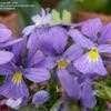 Viola Species, Wild Pansy Viola magellensis