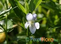 Viola jordanii (Jordan's Violet) --- Rareplants.eu
