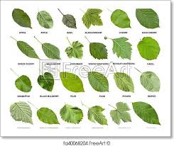 Free art print of Collage from green leaves of trees with names | Tree ...