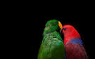 pictures of 2 parrots talking back to ocd john