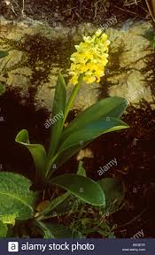 Pale-flowered Orchid Orchis pallens flora plant in flower, Pecos de ...