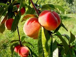 peach tree ile ilgili görsel sonucu