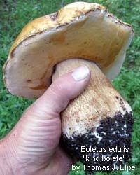 Image result for bolete mushrooms