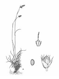 Luzula spicata (L.) DC. subsp. mutabilis Chrtek & Krisa | Naviga la ...