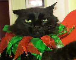 Image result for cats with christmas presents