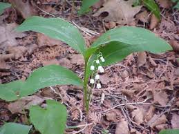 Convallaria majalis - Michigan Flora