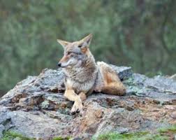 Image result for northern CA coyote picture