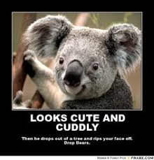Koala Meme on Pinterest | Funny Animal Memes, Animal Memes and Meme via Relatably.com
