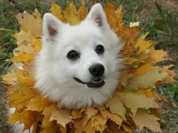Image result for dogs in fall fashion