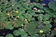 yellow floating heart: Nymphoides peltata (Solanales ...