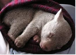 Image result for baby wombat in a sweater