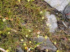 Ranunculus reptans Creeping Spearwort PFAF Plant Database