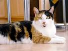Calico Cat Facts - Cat Facts for Kids and Adults