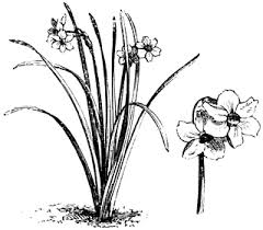 Habit and Detached Flowers of Narcissus Biflorus | ClipArt ETC