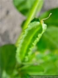 The Asparagus Pea (Tetragonolobus purpureus) – Going to Seed ...