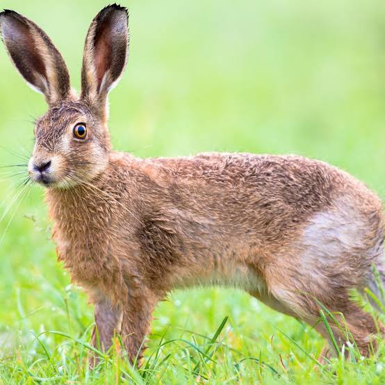 New ‘viral cocktail’ killing hares in UK and Ireland, scientist warns |  Wildlife | The Guardian