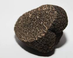 Indoor truffle growing kit