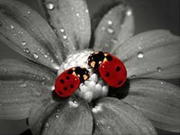 Image result for ladybugs