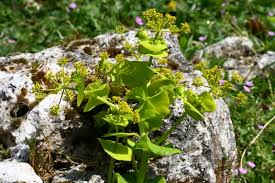 Smyrnium perfoliatum subsp. rotundifolium (Mill.) Bonnier & Layens