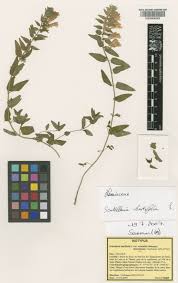 Scutellaria hastifolia L. | Plants of the World Online | Kew Science