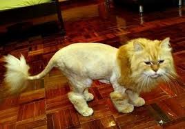 Image result for cats with unusual hair cuts