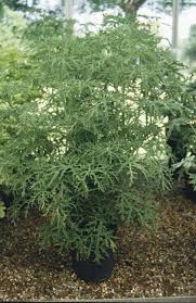 Pelargonium 'Radula' (Sc)|crowfoot geranium/RHS Gardening
