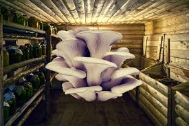 5 Ways to Store Oyster Mushrooms Properly - My Pure Plants