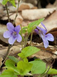 Viola reichenbachiana - Wikipedia