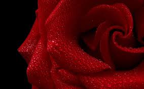 أجمل  الورود الحمراء  في العالم    Images?q=tbn:ANd9GcTtXUCmCVvdyHiggXNTlcF_rJ1p_2X_fHNELRqOTNvl0n-DmlP-