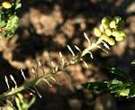 Species information: Coronopus didymus - Flora of Zimbabwe