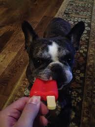 Image result for dog eating a popsicle