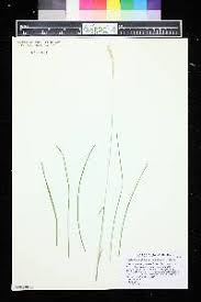 Sesleria tenuifolia - SEINet Portal Network