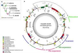 Comparative Chloroplast Genomics of Corydalis Species ... - Frontiers