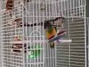 pictures of 2 parrots singing and talking birds