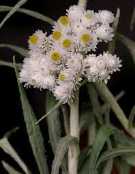 Scheda IPFI, Acta Plantarum Helichrysum_margaritaceum