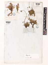 Erigeron L. | Plants of the World Online | Kew Science