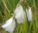 Eriophorum gracile (Slender Cottongrass): Minnesota Wildflowers