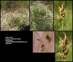 Carex divisa - Wikipedia