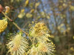 Salix atrocinerea - Wikipedia