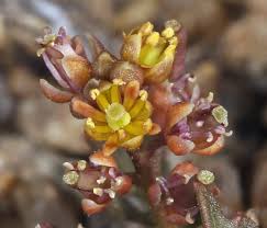Rorippa curvisiliqua Calflora